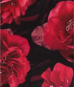 FANTASIE Lucia Side Support Bra -Fashion Underwear fantasie noir sw